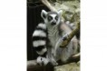 Lemur kata